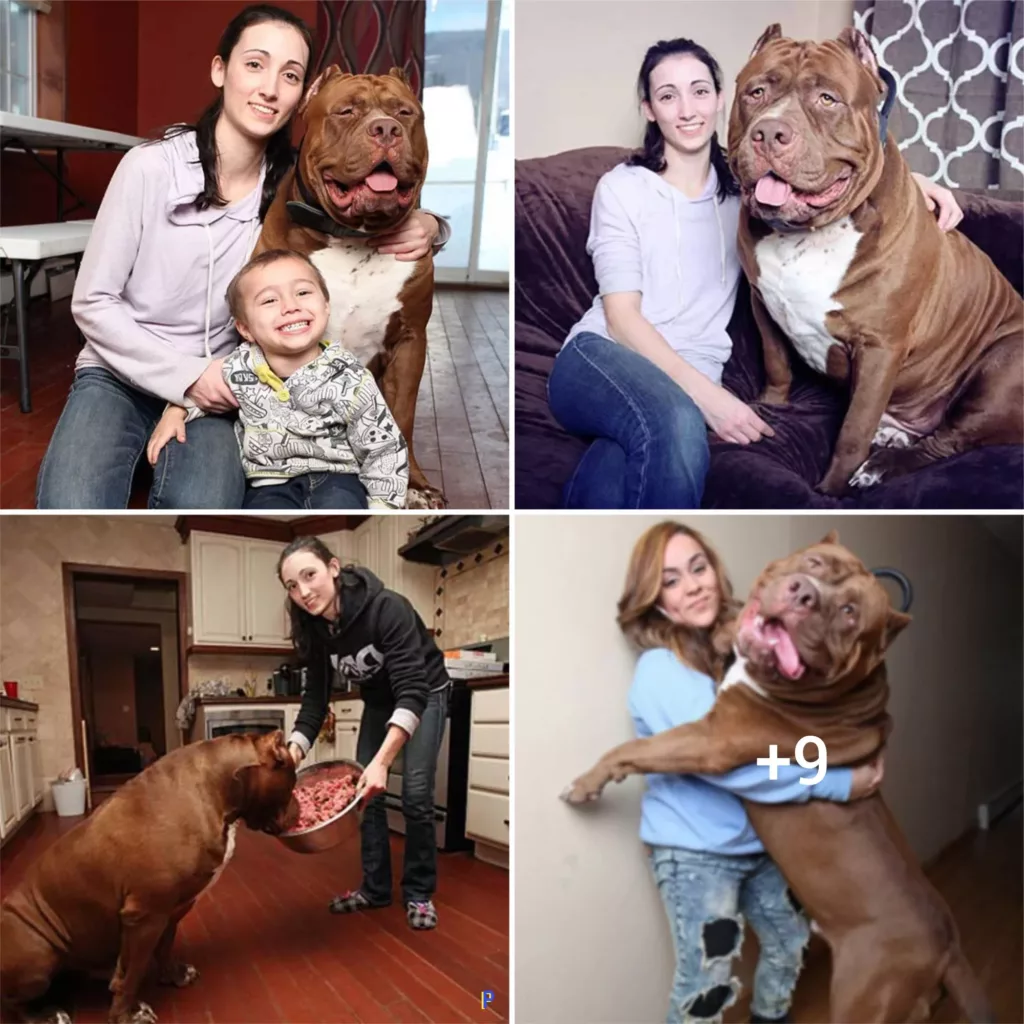 Meet Hulk, the Enormous Pit Bull Who Reigns Supreme Among His Canine Peers