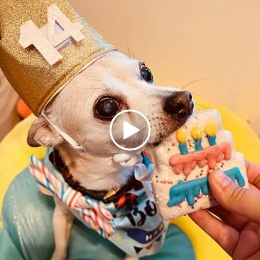 “Hooray for Dexter’s Visually Impaired Pup Turning 14! Let’s Shower it with Heartwarming Birthday Messages”