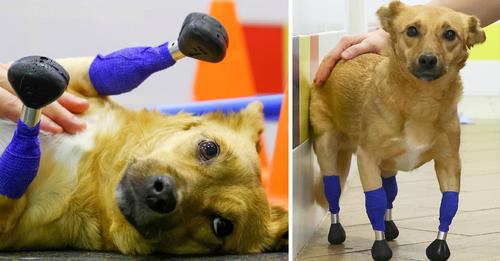 Prosthetic paws save the life of an amputee rescue dog who was to be euthanized